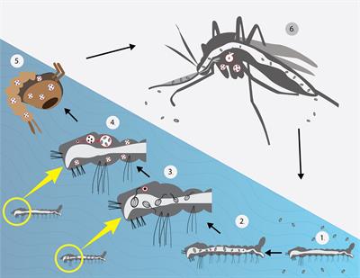 Microsporidia, a Highly Adaptive Organism and Its Host Expansion to Humans